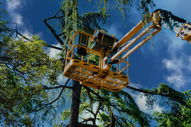 Best Tree Cutting Near Me  in Badieville, LA